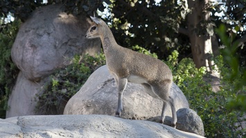 321-2270 San Diego Zoo - Klipspringer